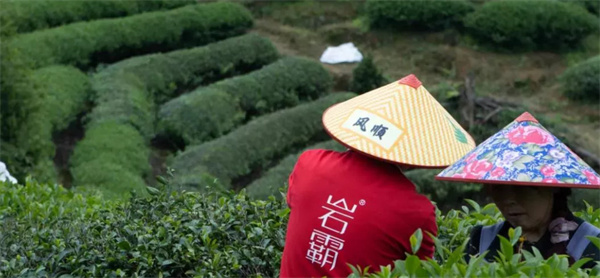 岩霸茶业