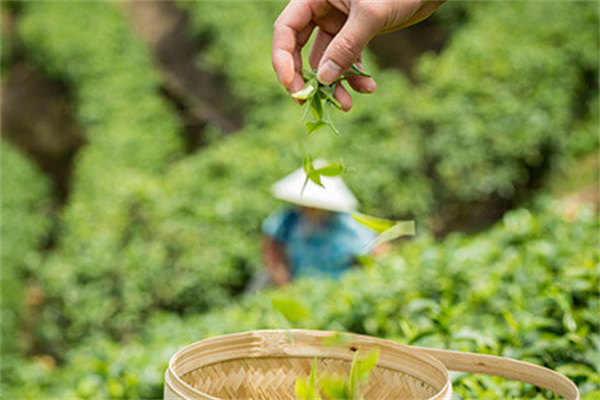 甘杯奶茶加盟