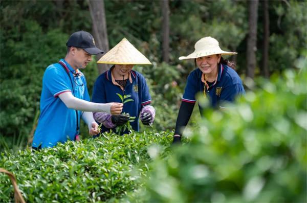 岩霸茶业加盟费