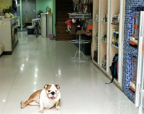 上海宠物店加盟