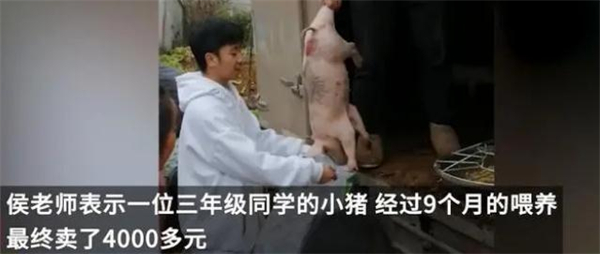 支教老师奖励优秀生的小猪喂养9个月后卖了4000元，学习养猪两不误！
