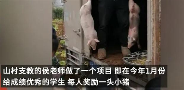 支教老师奖励优秀生的小猪喂养9个月后卖了4000元，学习养猪两不误！