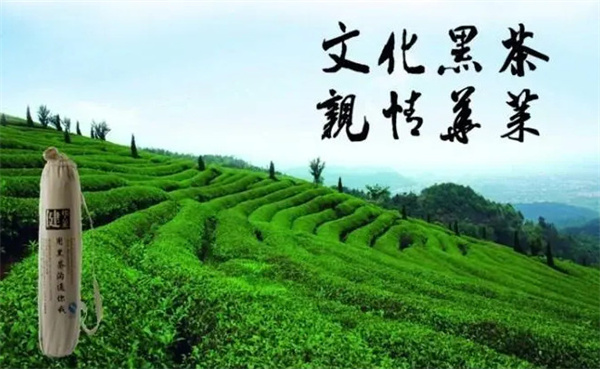 华莱黑茶加盟