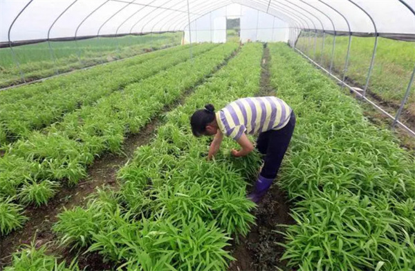 种植业加盟