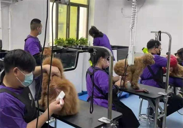 宠物美容院加盟