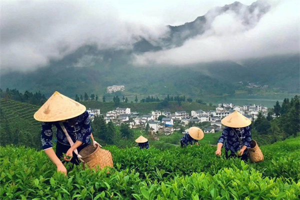 猴坑茶业加盟