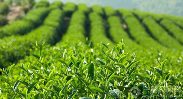 贡茶奶茶加盟