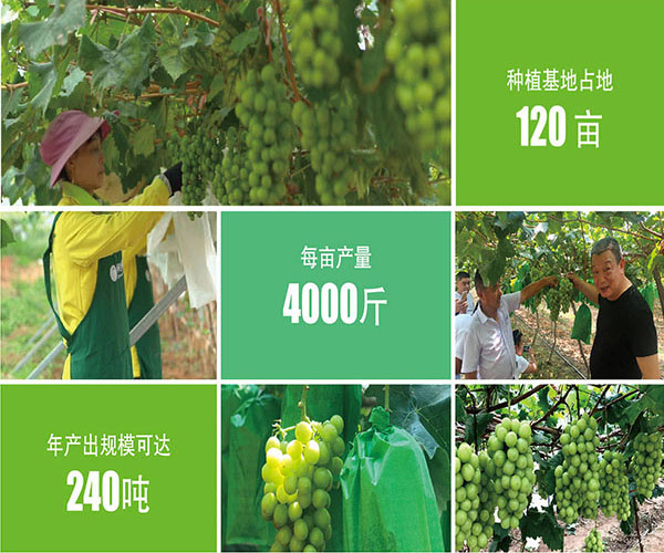 绿叶水果