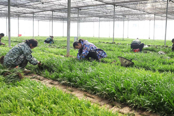 中药材种植加盟