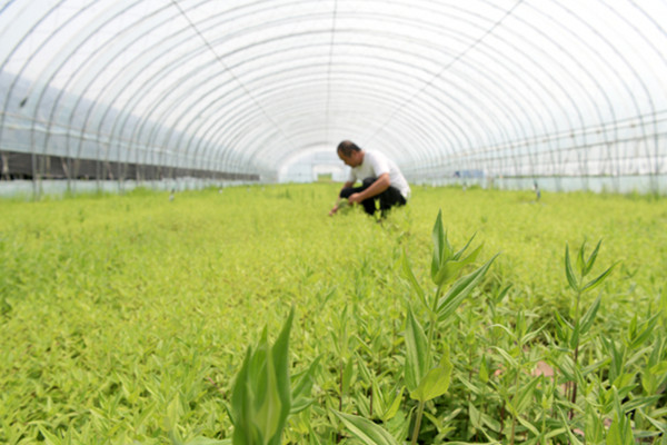 中药材种植加盟