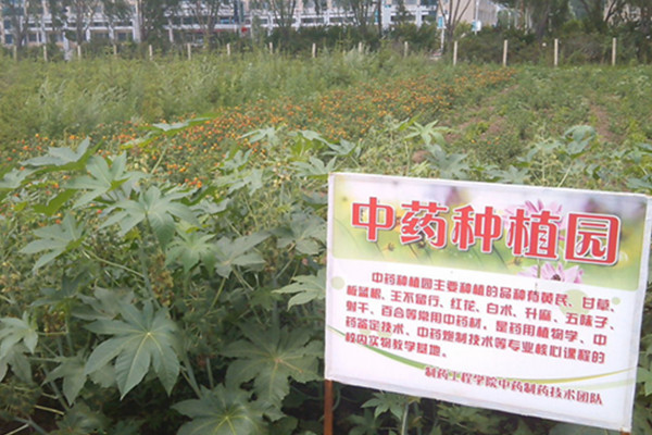 中药材种植加盟