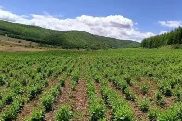 中药材种植加盟
