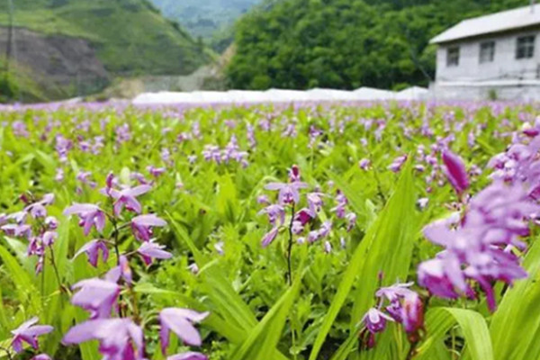 中药种植加盟费