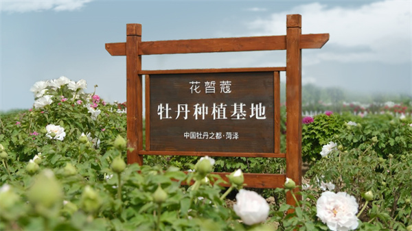 花皙蔻加盟费