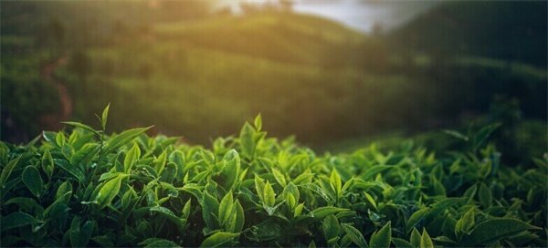 小鹿茶