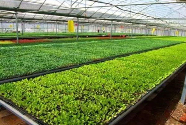 地丰农业种植加盟