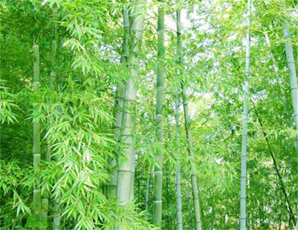 豫竹方便面加盟