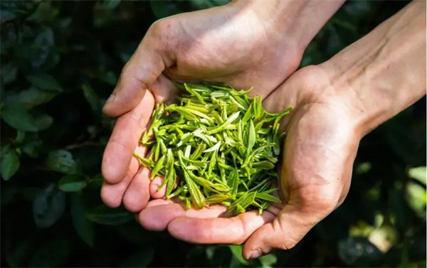 茶叶加盟