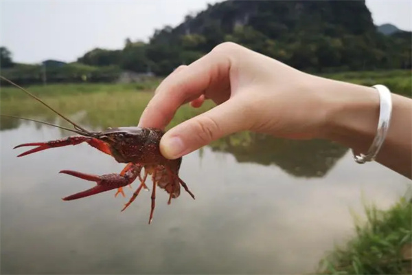小龙虾加盟