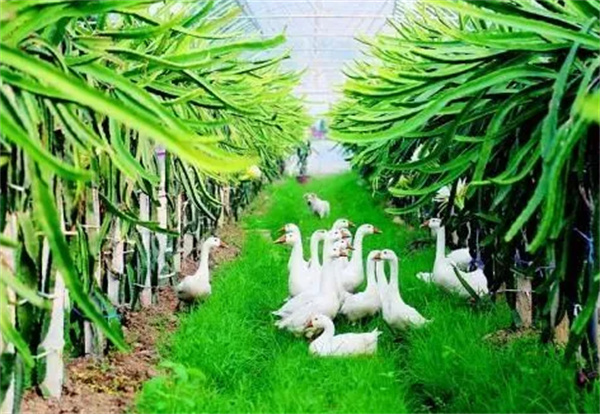 种植养殖合作加盟