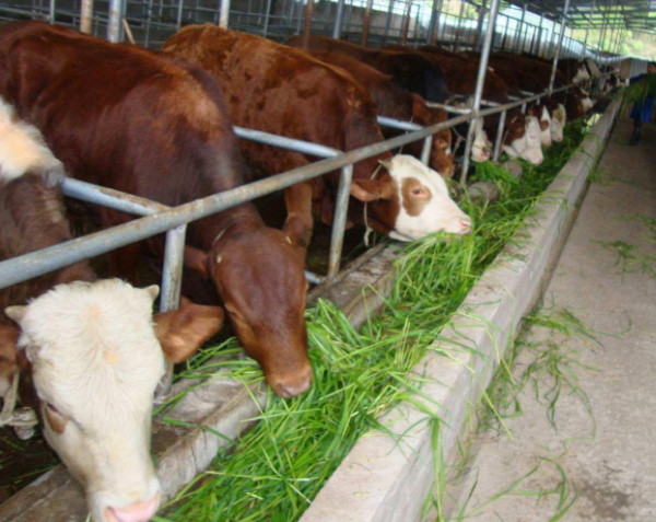 牛养殖加盟费