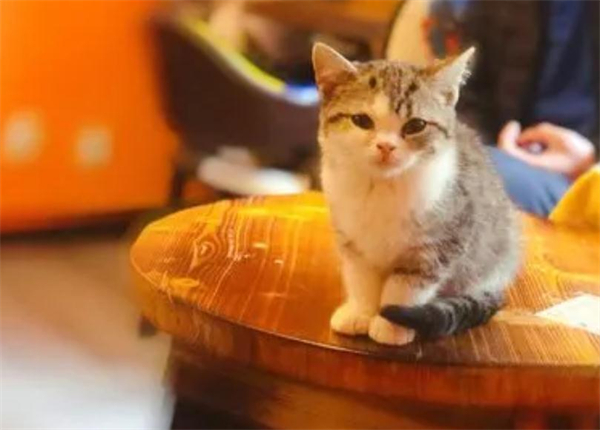 猫咖加盟