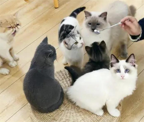 猫咖加盟