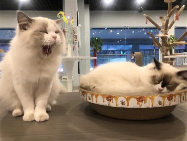 猫咖加盟