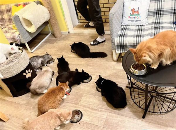 猫咖加盟