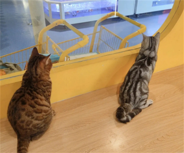 猫咖加盟