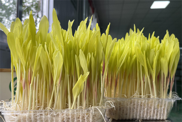 菜之初芽苗菜加盟