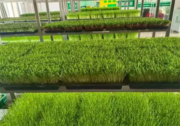 菜之初芽苗菜加盟