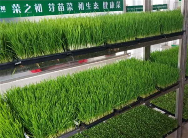 菜之初芽苗菜加盟