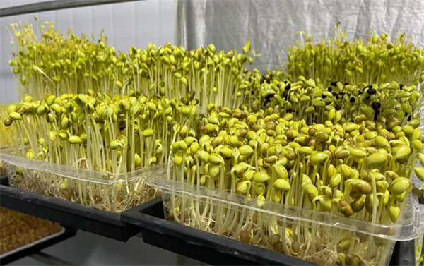 菜之初芽苗菜加盟