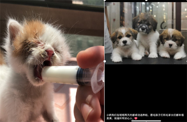 小佩宠物加盟费