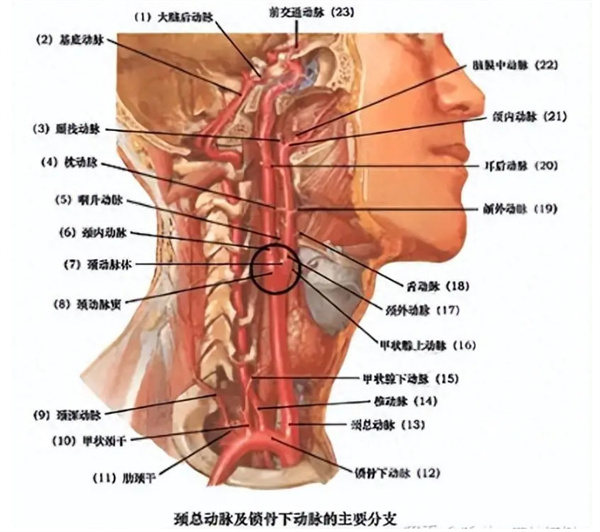 肩颈世家加盟
