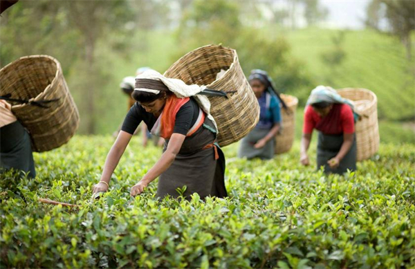 茶太良品加盟