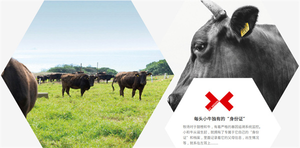 圣希顿汉堡加盟