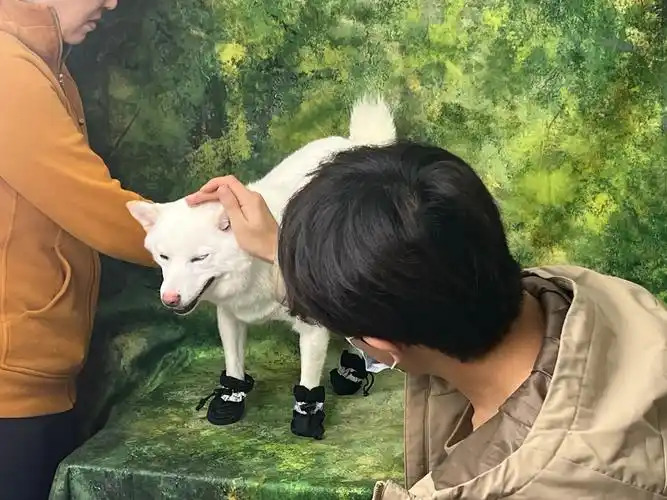 探寻宠物行业商机！全面解析关于宠物的创业项目有哪些？