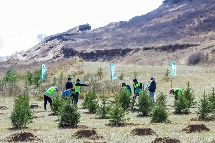闲置土地种什么树木挣钱？揭秘高收益树种与林业创收密码！